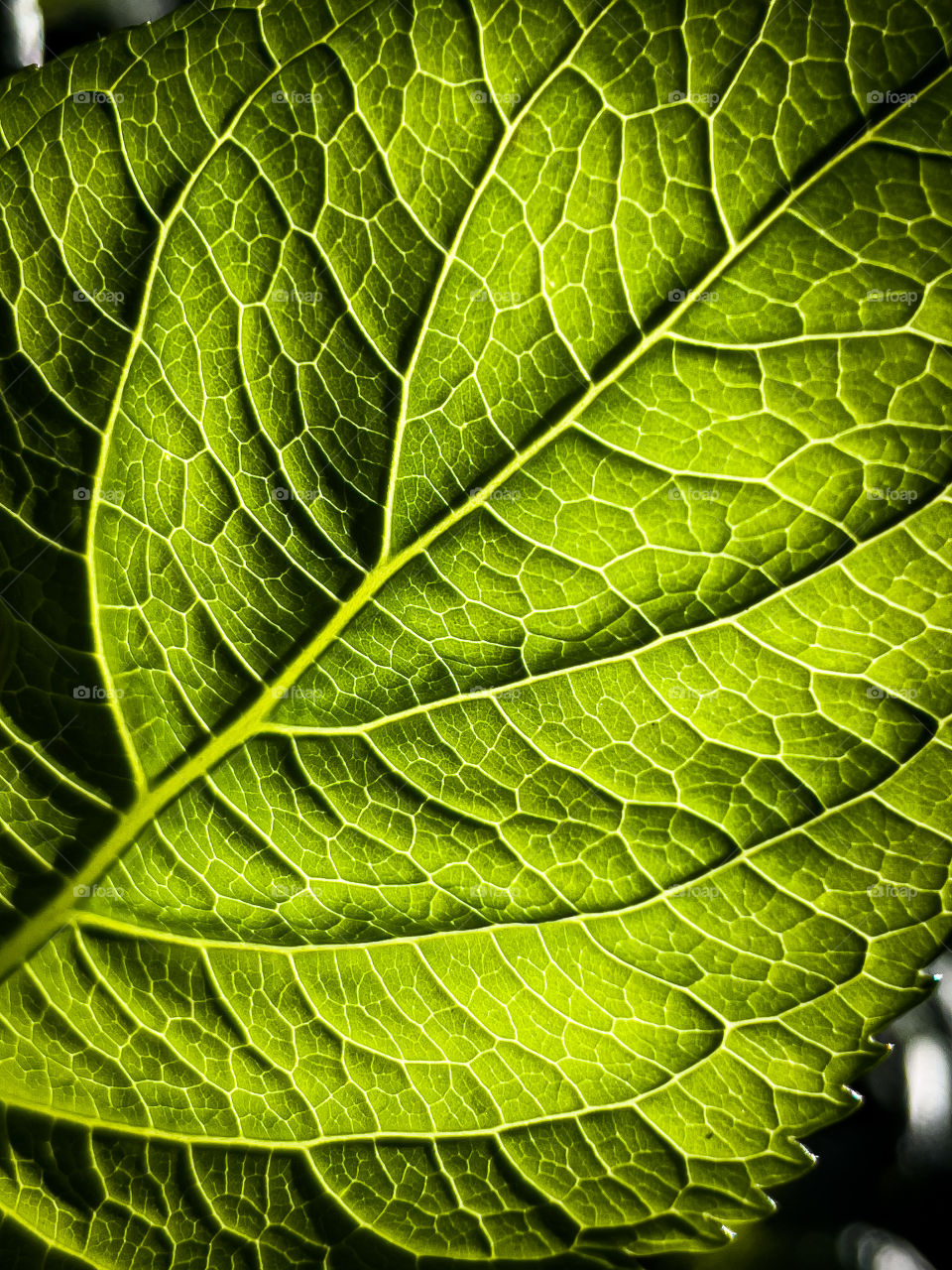 Green leaf 