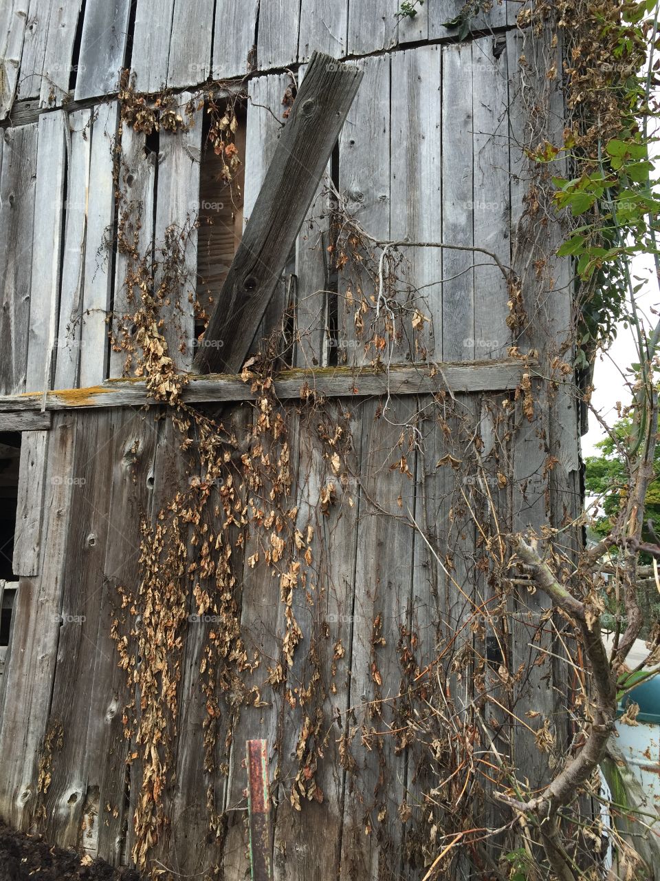 Barn wall. Barn wall