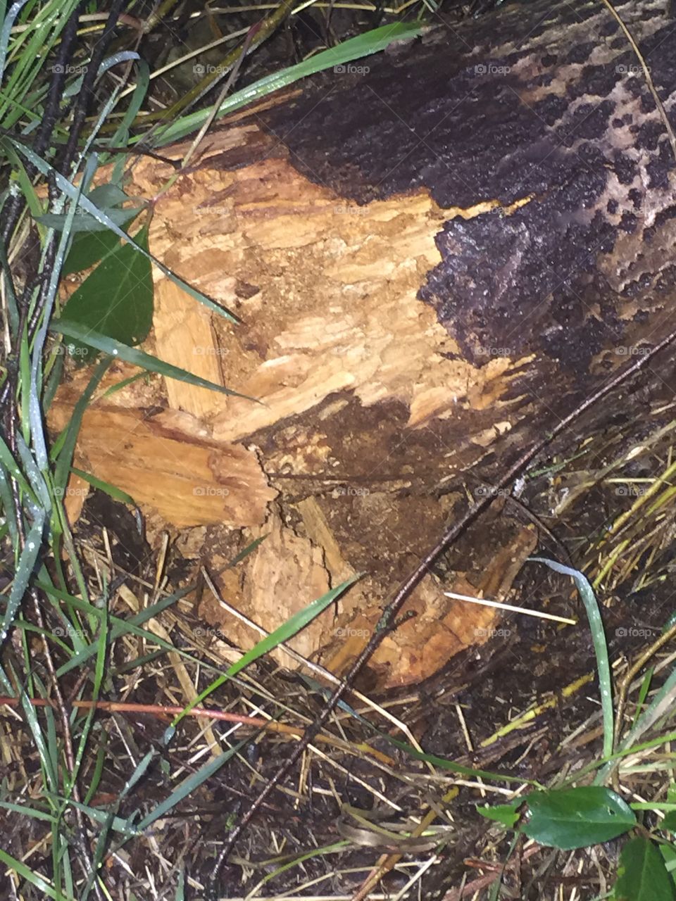 The tree rotted standing upright and then fell and showed it’s rotten core 