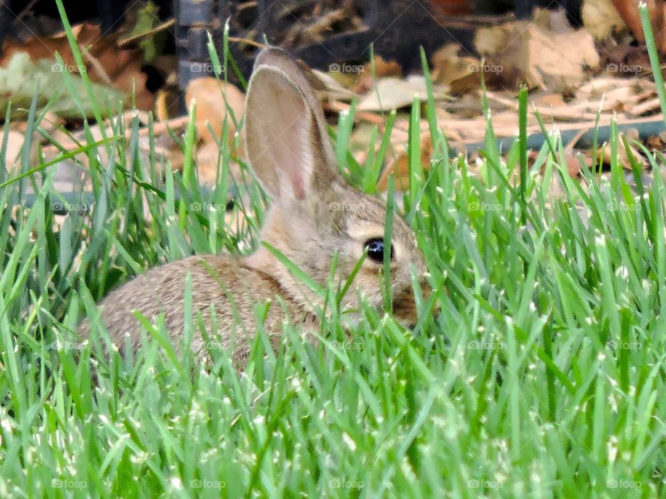 Bunny in the grass! 