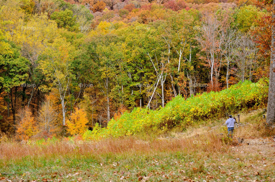 nature outdoors colors tree by refocusphoto