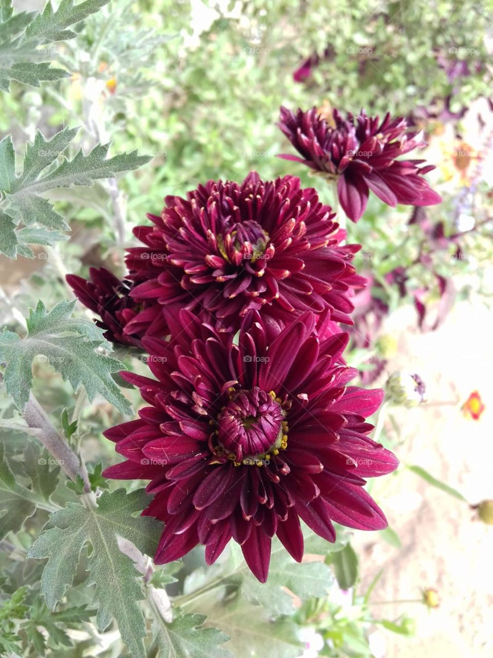 The botanical name of Shevanti is Chrysanthemum multiform. These are herbaceous perennial flowering plants, the flowers of which are also referred to as chrysanthemums, mums, or chrysanths & considered the second most beautiful in the world after