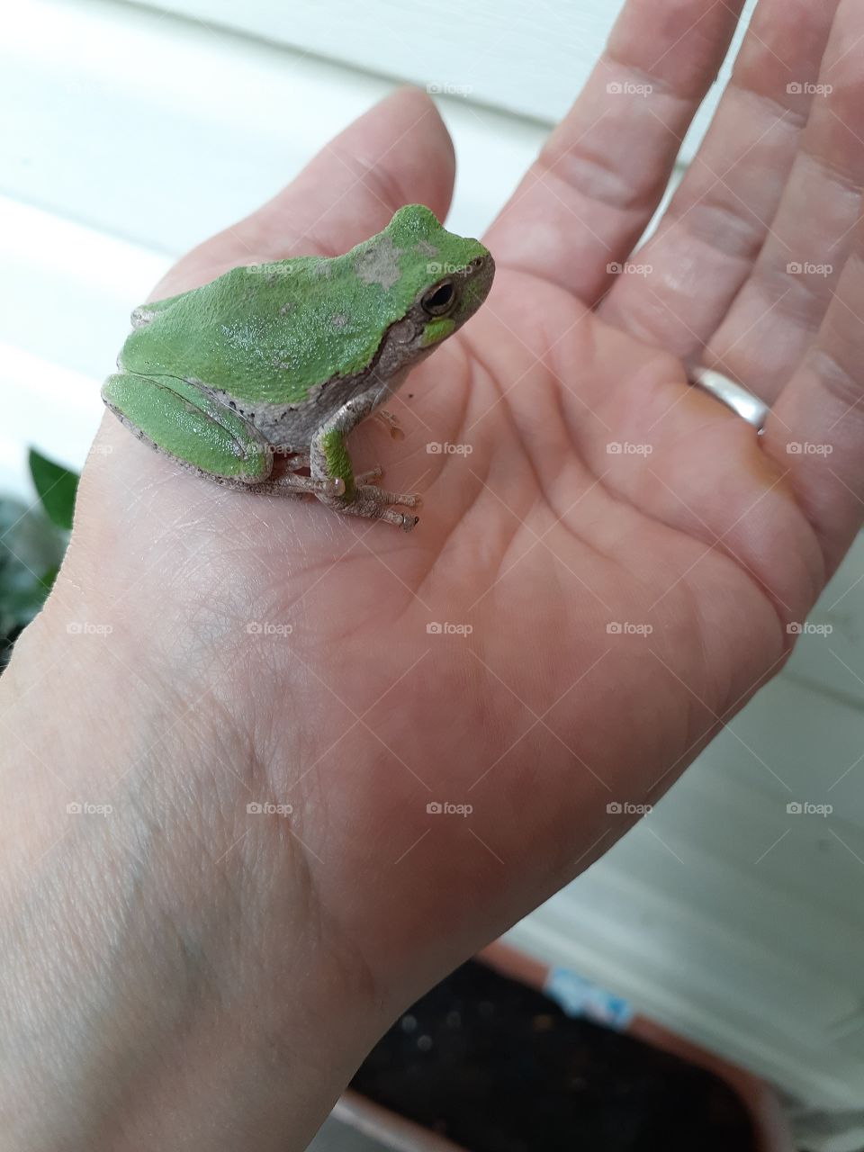 Tree Frog Friend