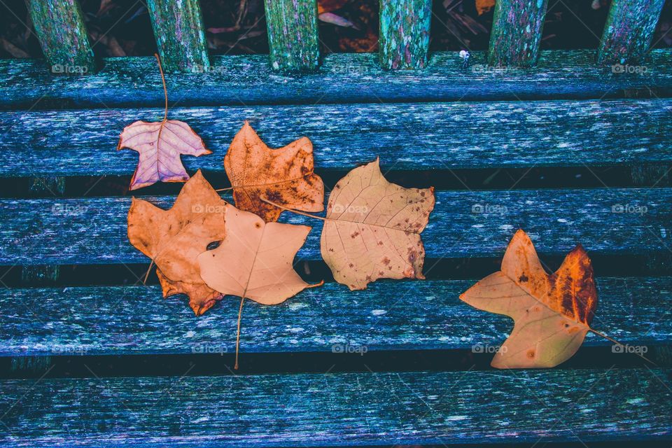 Autumn leaves on the wooden bench 