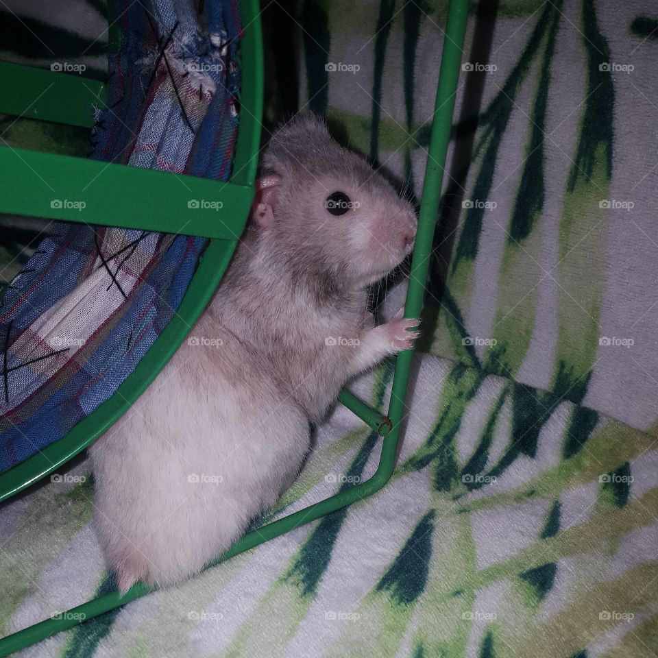 Pose in style, Hamster style 🐹💅