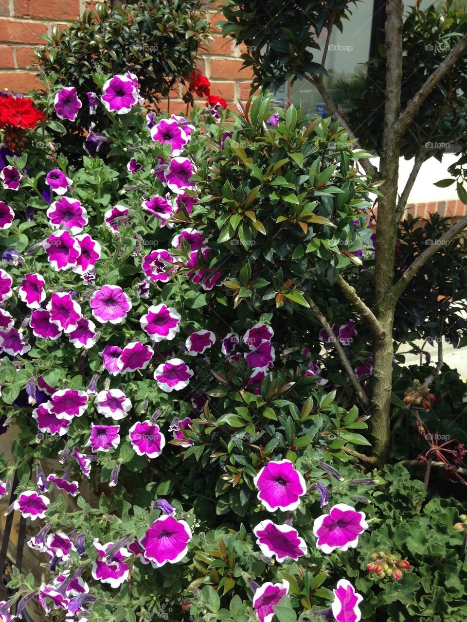 Close-up of pink petunia flowers