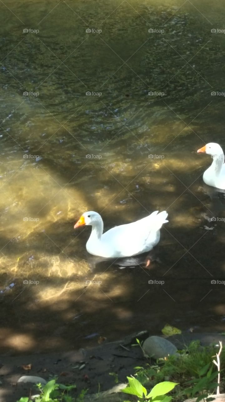 Pretty White Geese