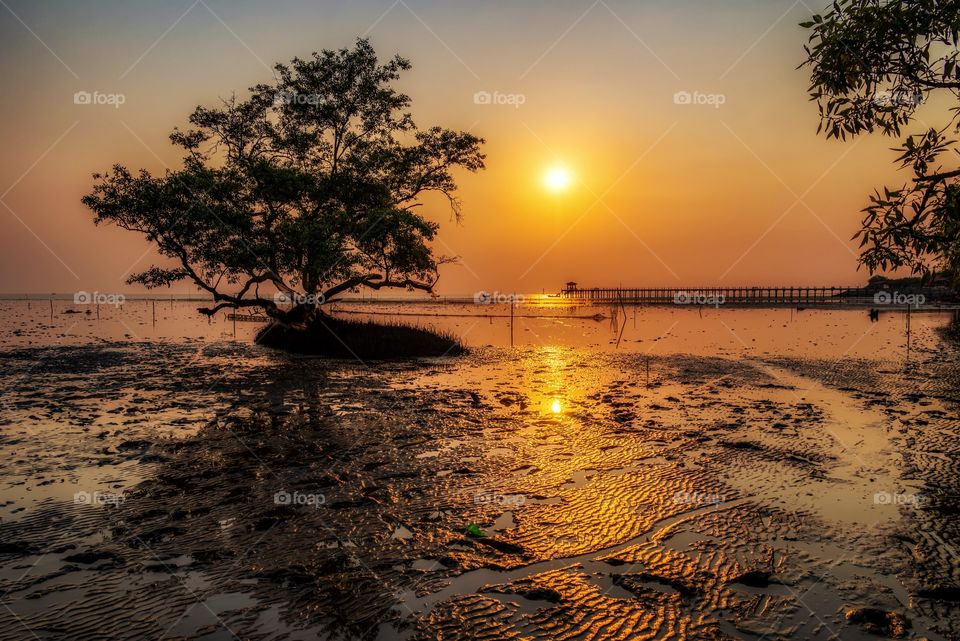 Beautiful silhouette of tree in front of sunset background