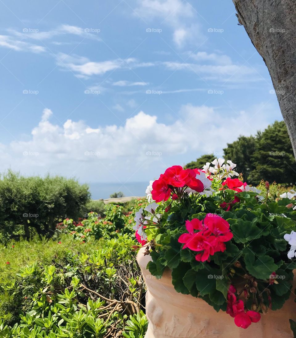 Potted flowers in southern Italy 