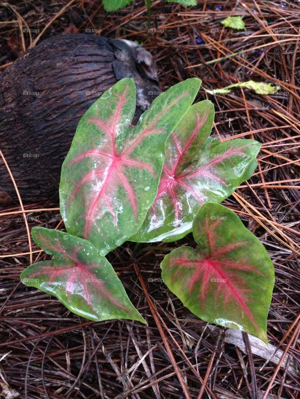 Caladiums