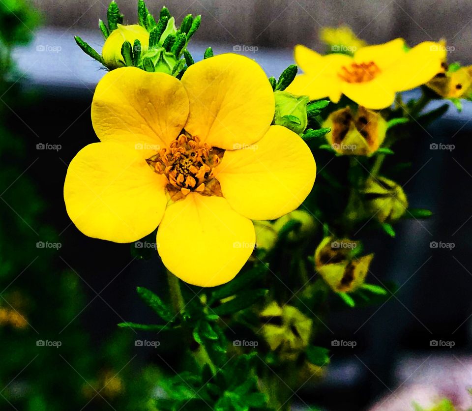 Bright yellow shrubbery cinquefoil—taken in Ludington, Michigan 