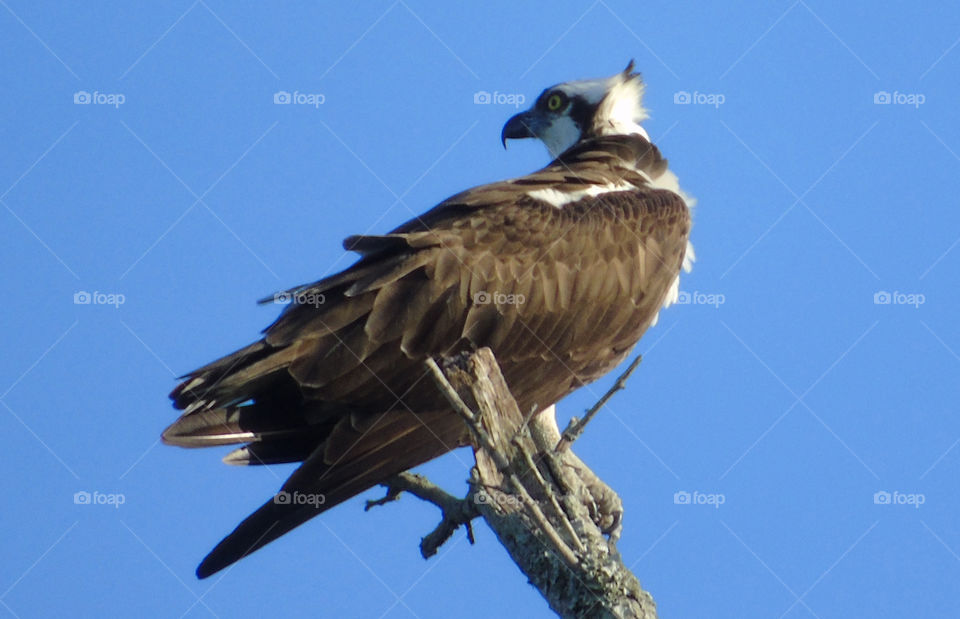Mature Osprey perched on high tree branch against clear cloudless blue sky Florida USA
