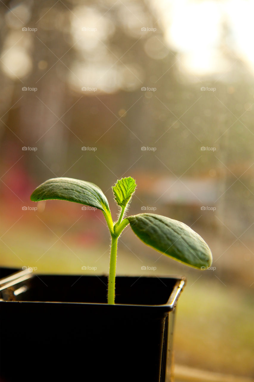 Leaf, Flora, No Person, Nature, Growth