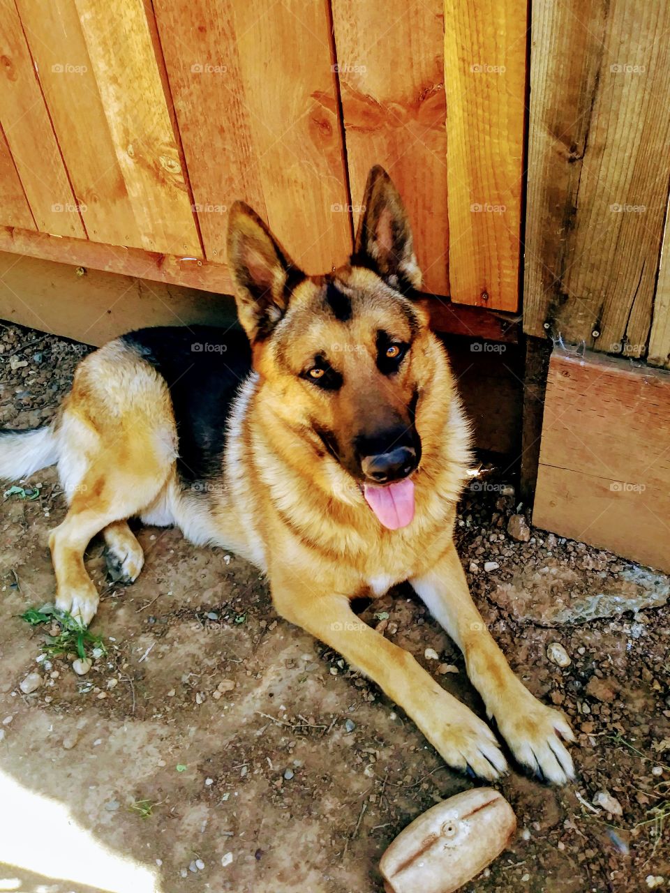 german shepherd laying near wooden fence with toy hotdog by his feet and his tongue hanging out