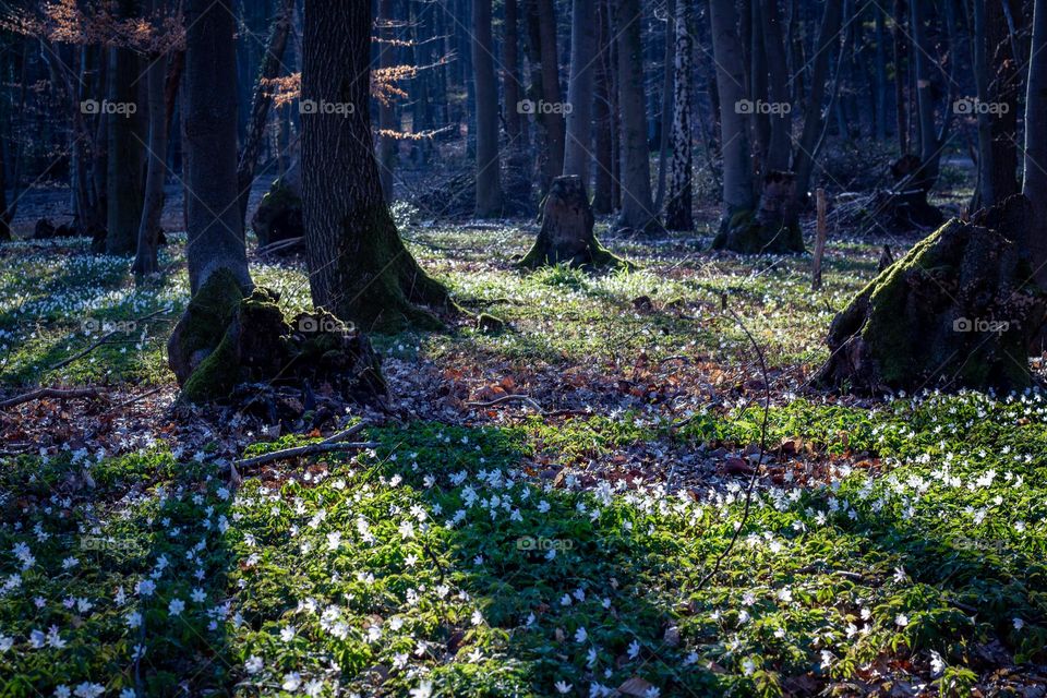 spring blooms in the forest