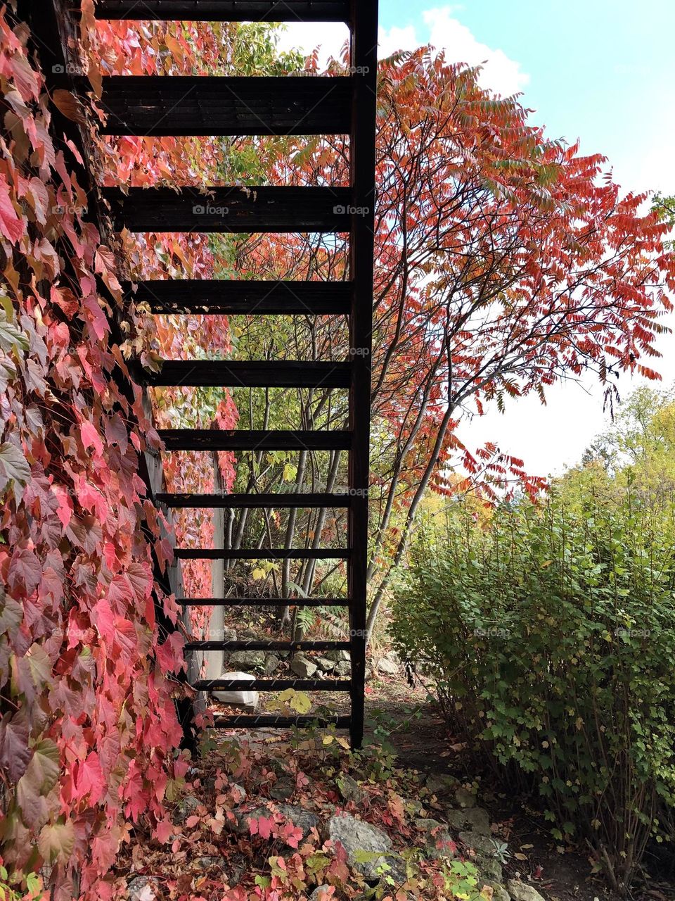 Autumn , shot of red ivy on a building under outdoor slatted stairs , 