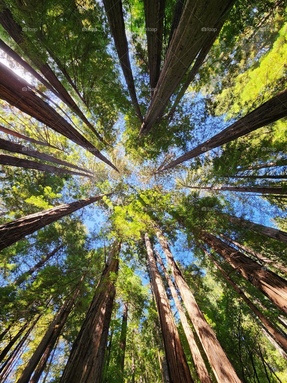 Peeking through the redwoods