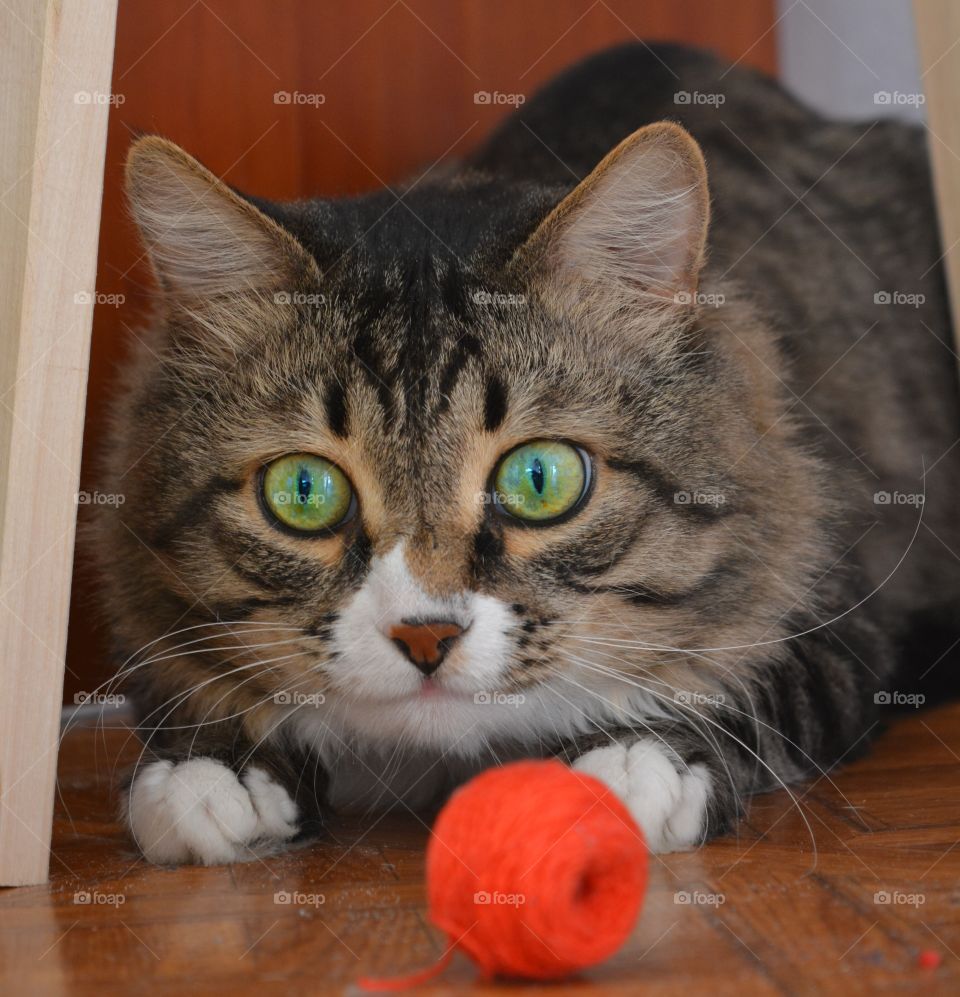 Cat, Portrait, Cute, Domestic, Fur