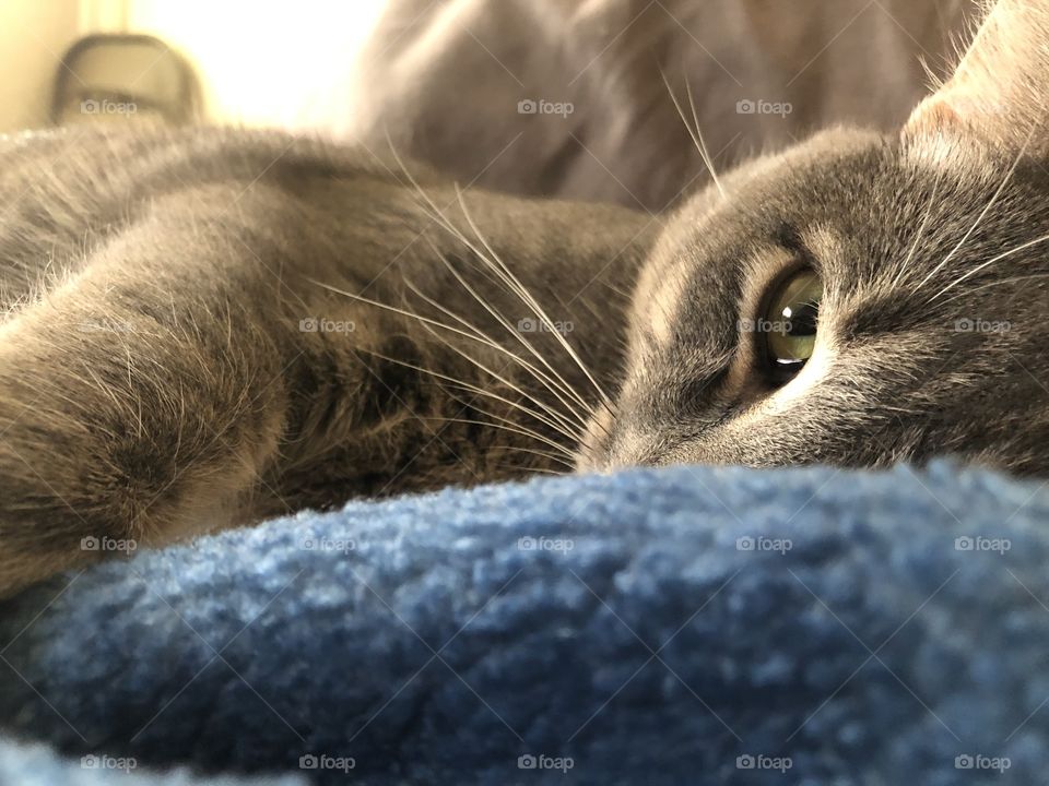A beautifully posed cat