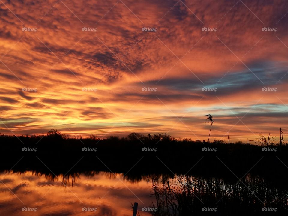 Silhouette of trees reflecting on the lake