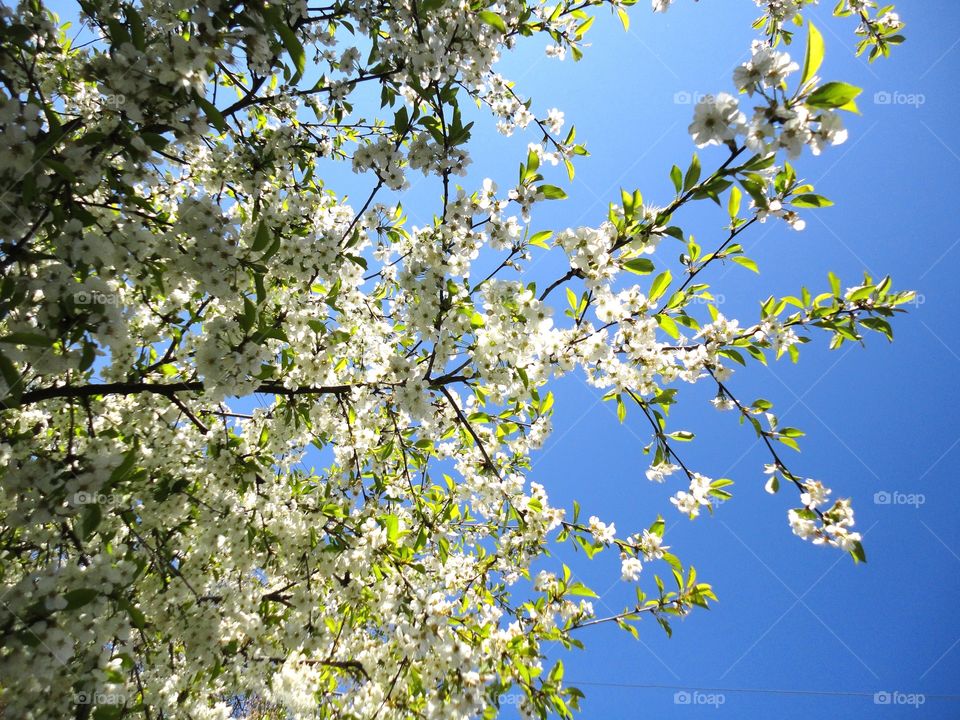 Tree, Branch, Nature, Cherry, Flower