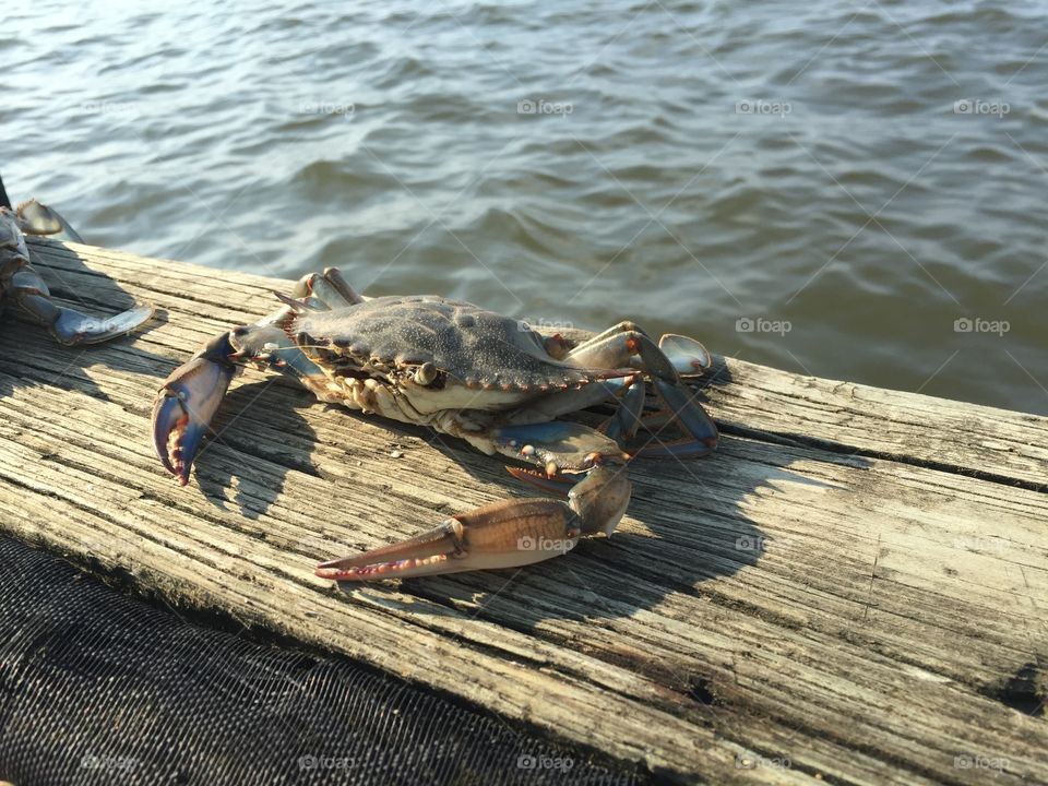 Blue Crab. Blue Crab just hanging out. 