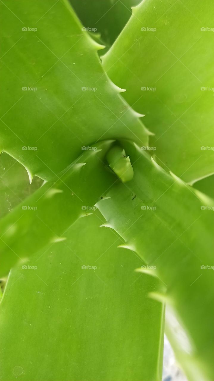 Aloe vera - beauty care