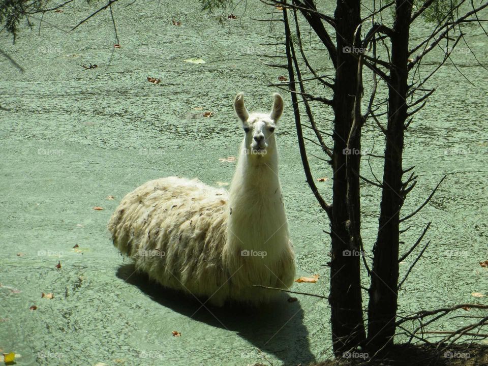 Llama