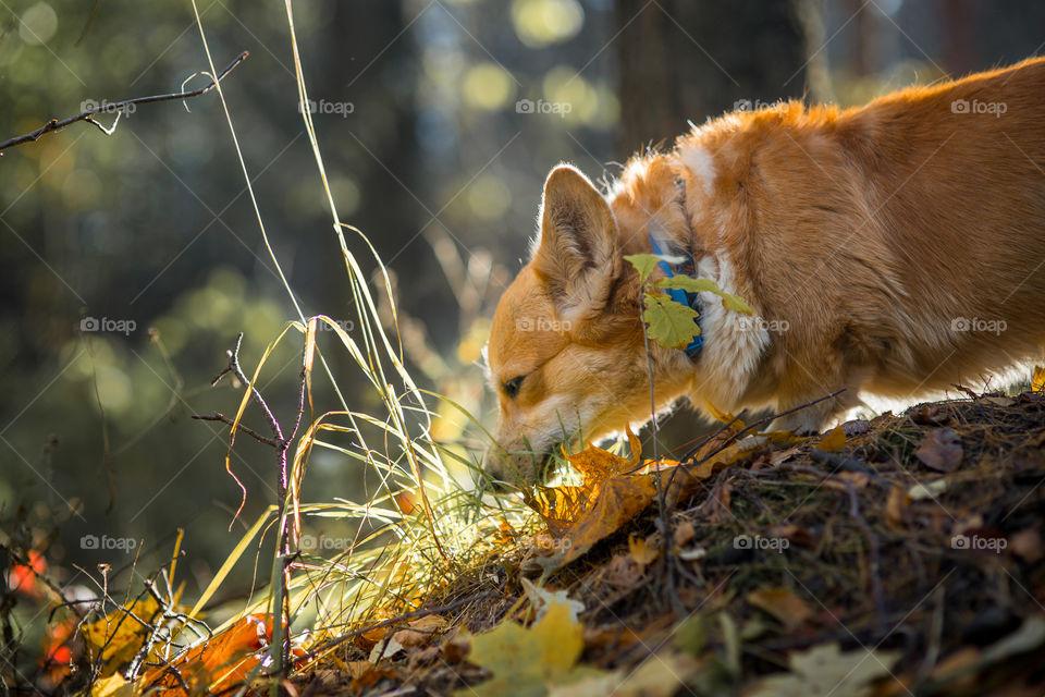 Welsh corgi pembroke in autumn park.