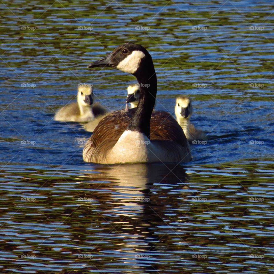 Mother goose and goslings swimming