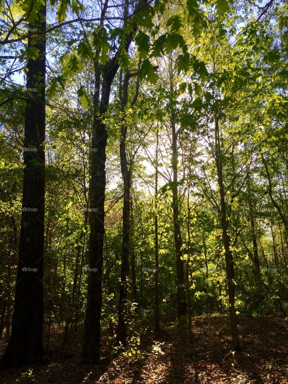 Sun setting through the trees. 