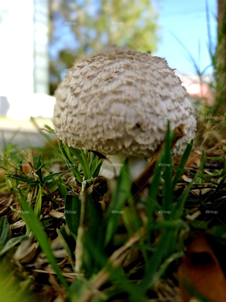 grass mushroom / ginkgo de césped