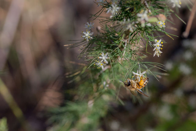 Bee shining orange against the white flowers