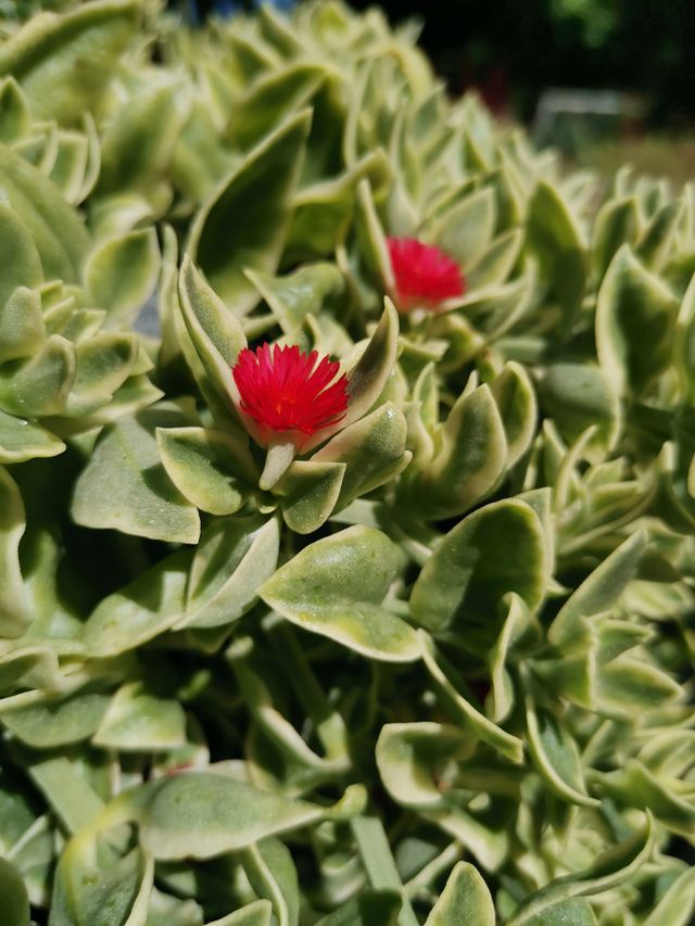 Red flower