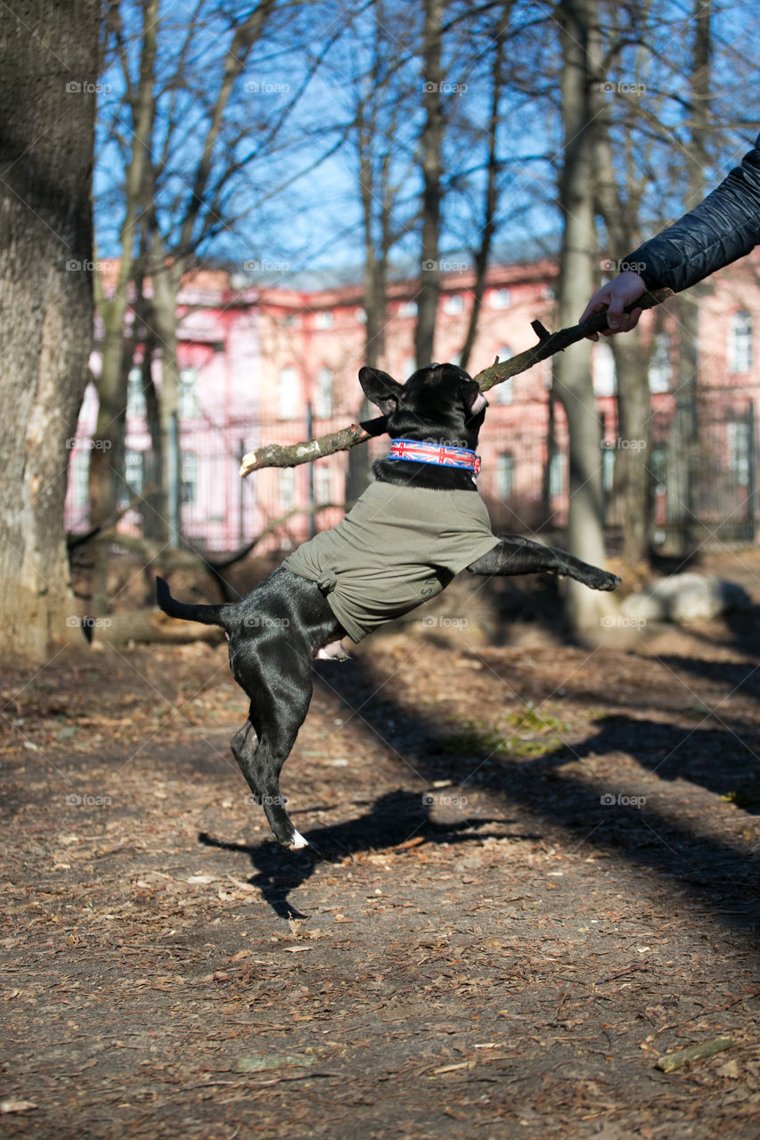 Spring walk with dog