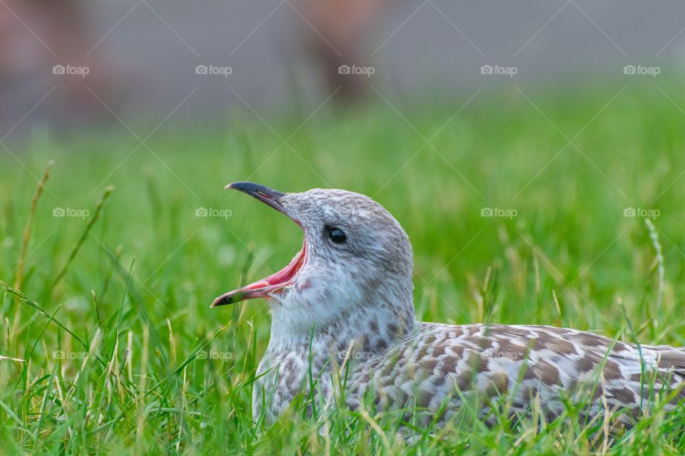 Seagull yawning 