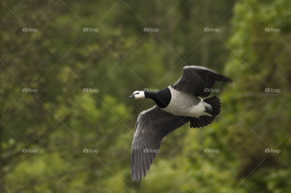 Canada Goose