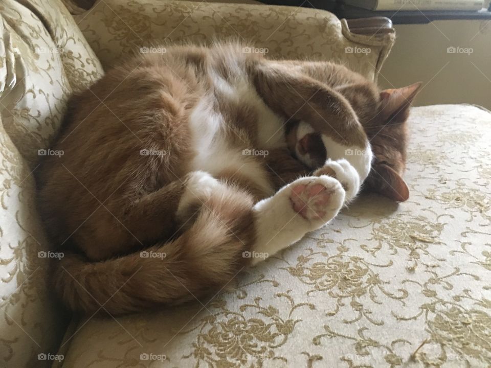 Orange tabby cat sleeping on a gold brocade couch hiding his eyes with his white tipped paws to shield the light.