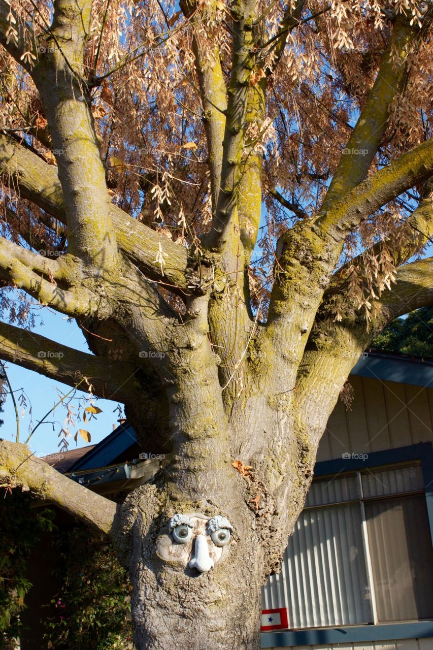 Tree face