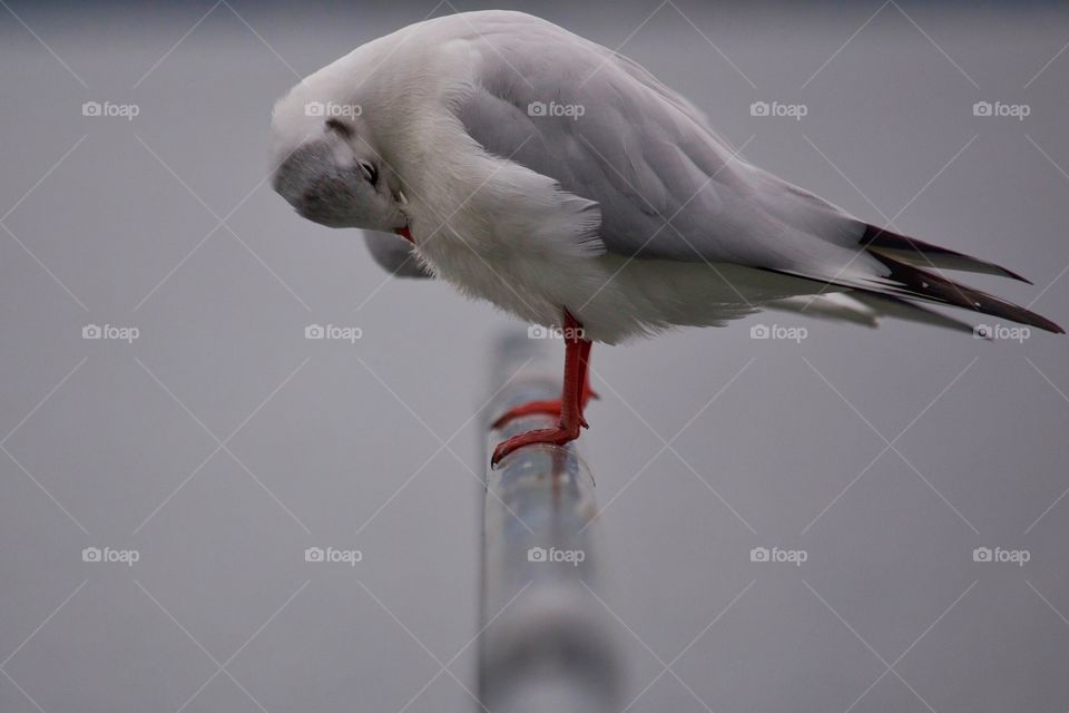 Close-up of a seagull