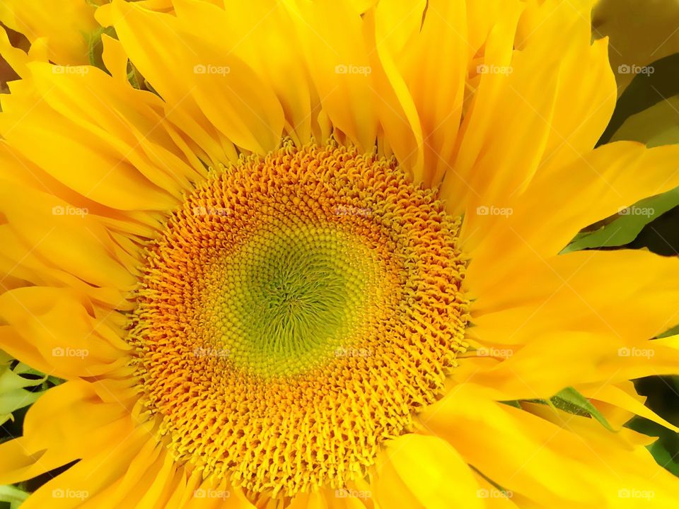 Beautiful Sunflower 