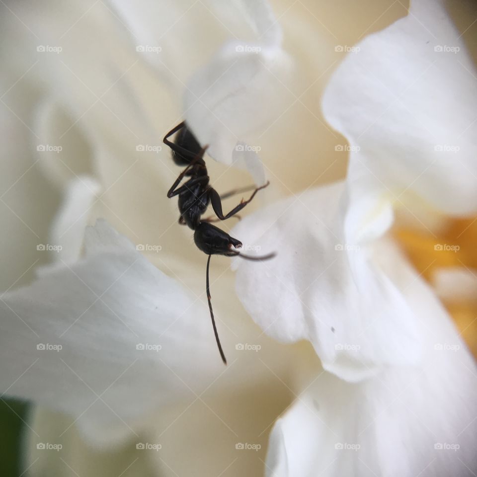 Ant on white peony