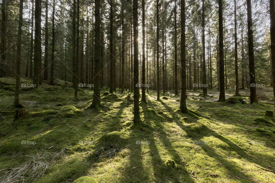 Sun shining behind tall pine trees in green covered moss ground in the old forest, shadows 