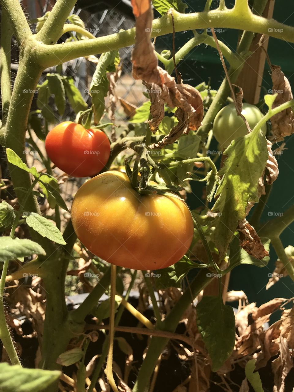 Organic tomatoes 