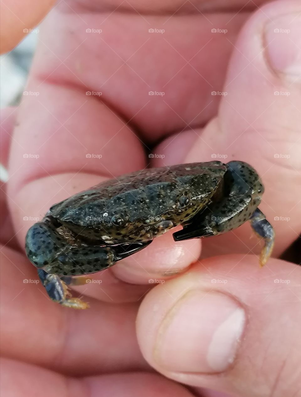 Crabs belong to the order of decapod crustaceans, which are characterized by a shortened abdomen. They have 5 pairs of legs, with the first pair of limbs having massive claws