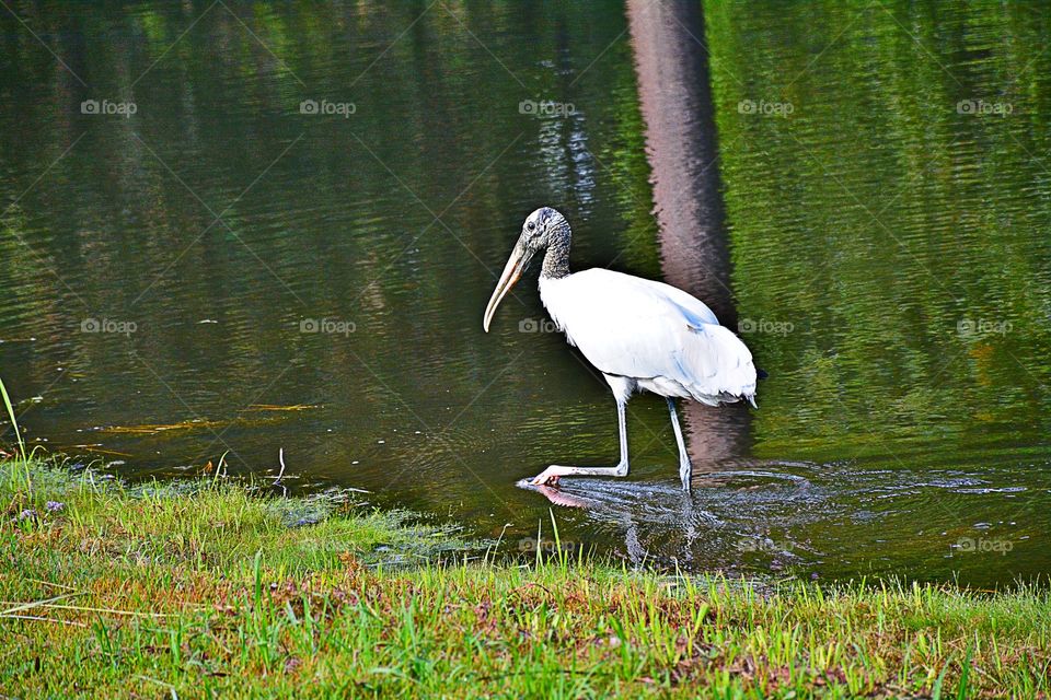 Wood Stork 