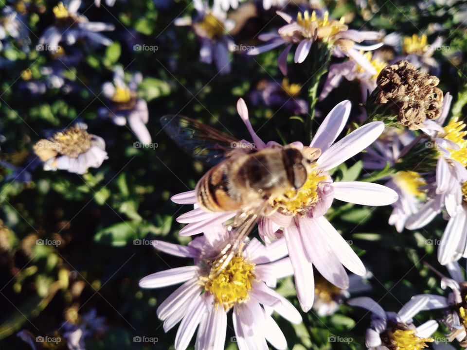 Пчела Bee insect насекомое цветок flower summer лето осень october