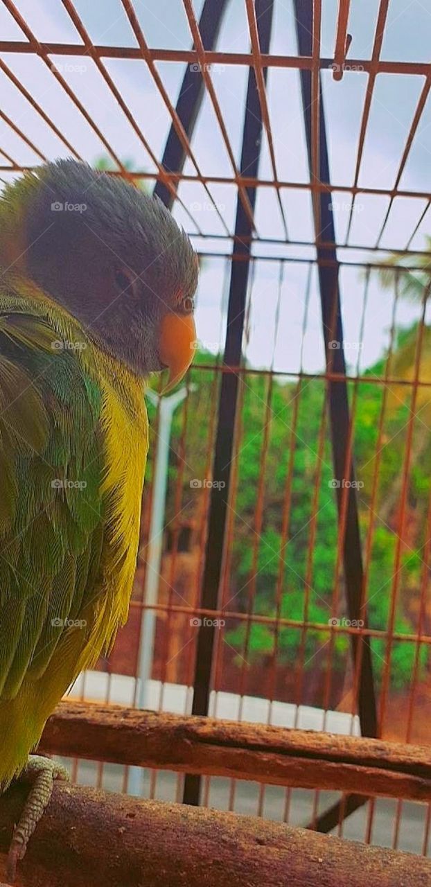 My pet (parrot)