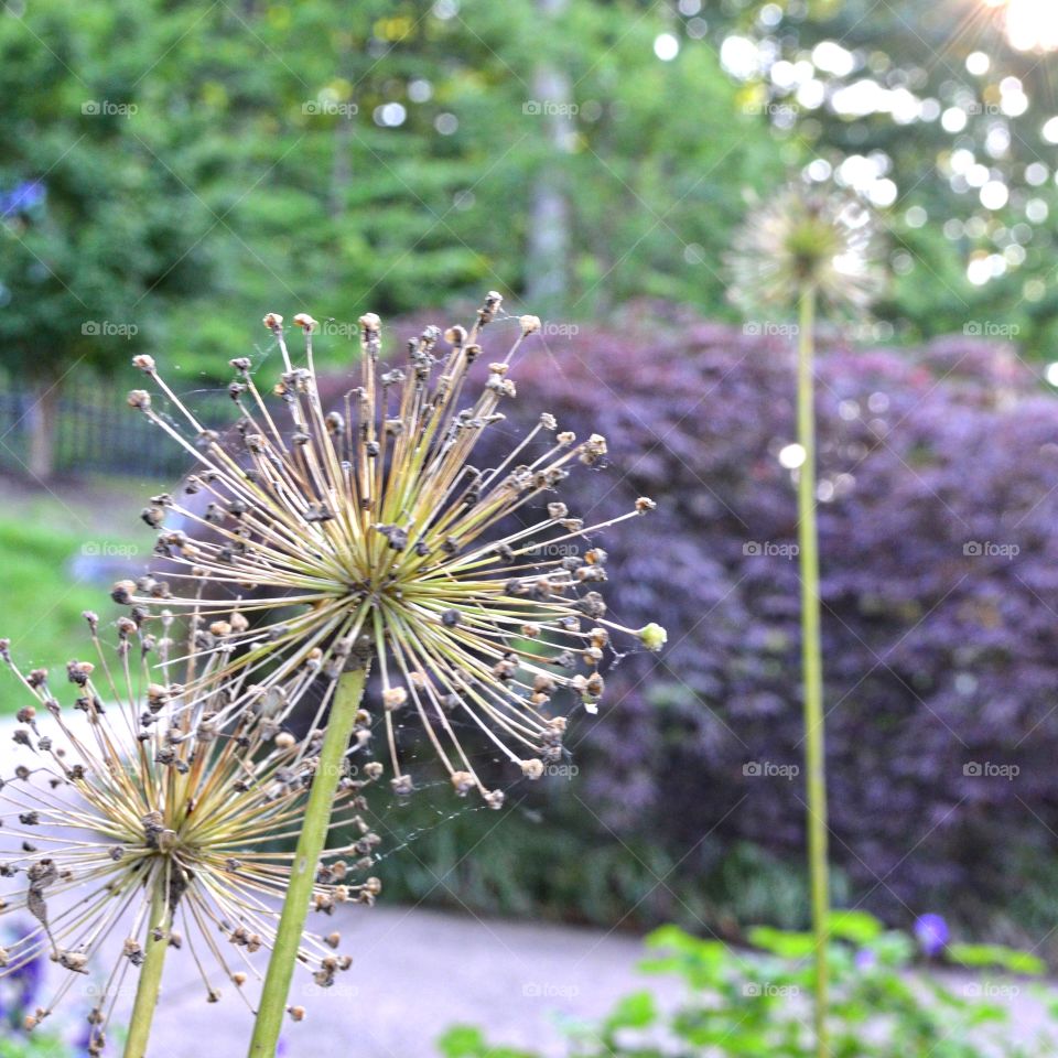 Flowering life cycle of Alums  #4