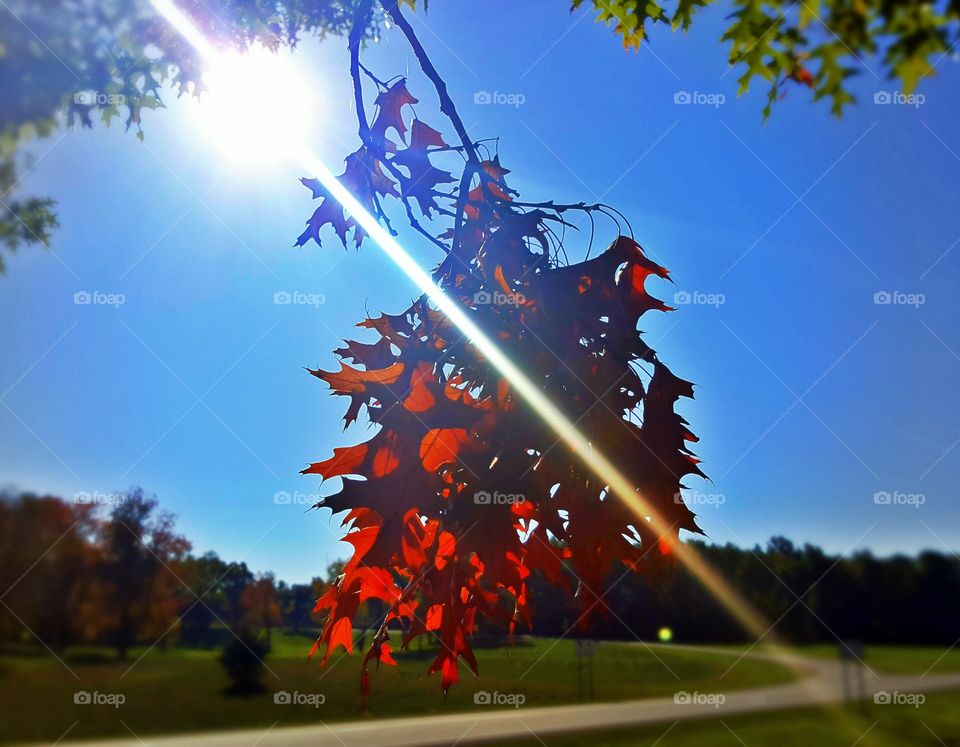 Orange is the color story